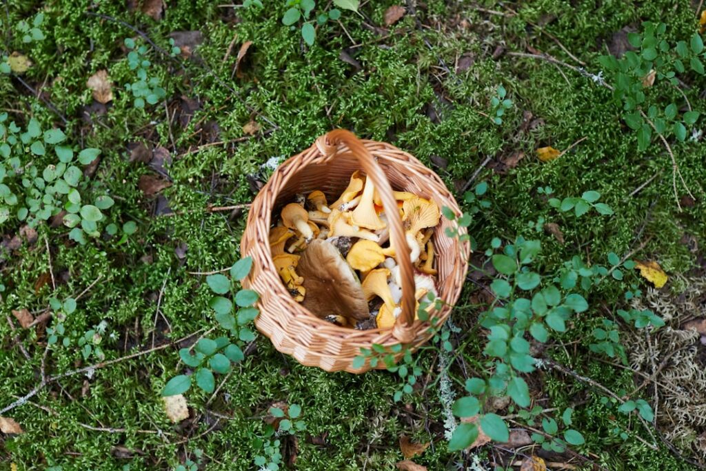 dania z grzybów
